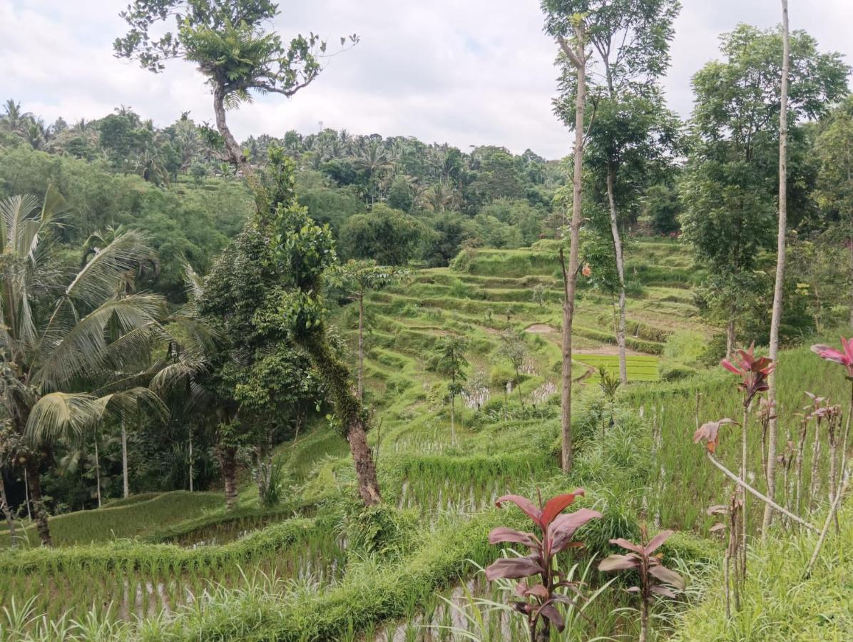 Tetebatu Mountain View Homestay Exteriér fotografie